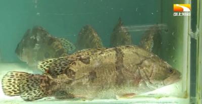 这条鳜鱼不简单：速冻“休眠”，千里“跃”迁，上桌仍C位！