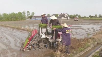 大田播种育秧 宜昌枝江掀起热潮