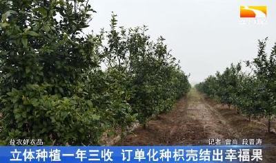 立体种植一年三收 订单化种枳壳结出幸福果
