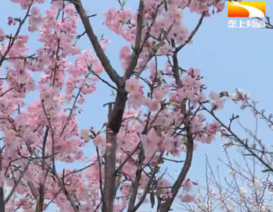 樱花谷里樱花美 荆州打造最大樱花连片种植基地