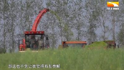 油菜“兼职”喂牛羊 湖北油菜产业实现突围