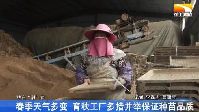 春季天气多变 育秧工厂多措并举保证种苗品质