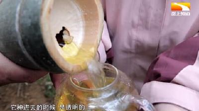 深山竹林种美酒 现砍现喝好醇香