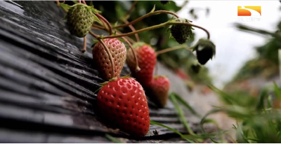 草莓上的白粉病怎么治？