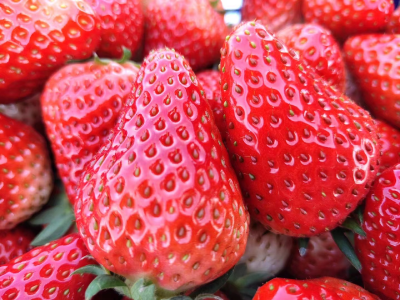 春季草莓优质做到“四要点”