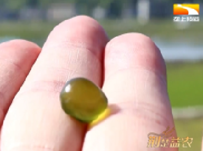 改良水土 乡亲生态田里种出“金米粒”