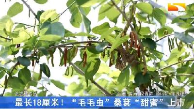 最长18厘米！“毛毛虫”桑葚“甜蜜”上市