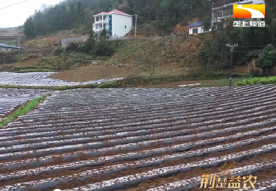 高级农艺师20年大山耕耘 硒土地上遍开“土豆花”