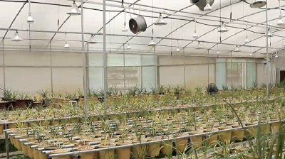 与药为邻锦上添花 科学养兰兰飘香