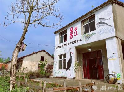 百余志愿者接力，天兴洲废弃民房变“珍稀物种保护宣传中心”