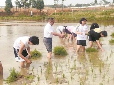 插秧 采茶 摸鱼 烧菜 这群中学生连上三天劳动课