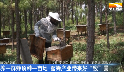 养一群蜂顶种一亩地 蜜蜂产业带来好“钱”景