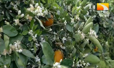 5月柑橘栽培管理技术要点