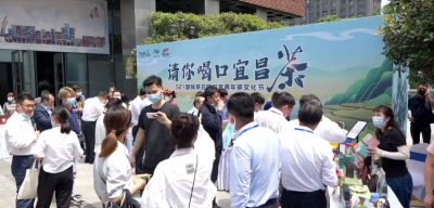高校师生“话”茶缘 老茶出新样让年轻人爱上宜昌茶