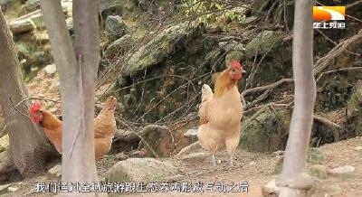 专家对接 农民受益 我省年推广生态鸡5000万只以上