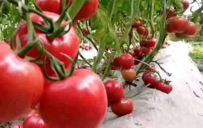 番茄是否打激素 5个技巧辨真假