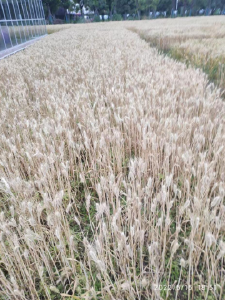 江汉平原小麦已成熟何时收割最佳？