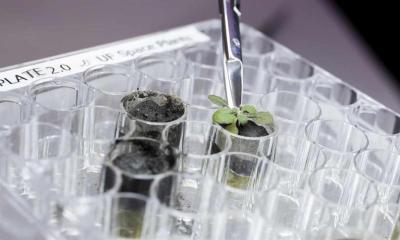 月球上能种菜了？美国科学家首次成功在月壤种植水芹