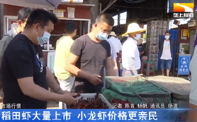 稻田虾大量上市 小龙虾价格更亲民
