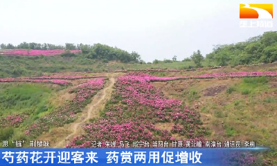 芍药花开迎客来 药赏两用促增收