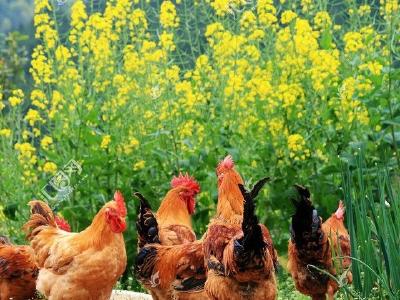 偷盗家鸡近200只！公安县警方破获系列家禽被盗案
