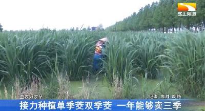 接力种植单季茭双季茭 一年能够卖三季