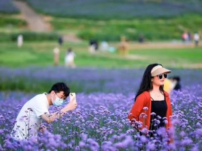 武汉210亩紫色“光谷花海”盛放