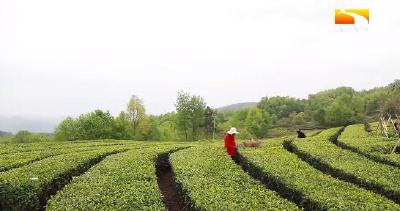 加大科研力度 襄阳融合茶碰撞出新“钱”景