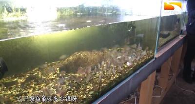 误打误撞养观赏鱼 两年时间成就“鳑鲏大王”