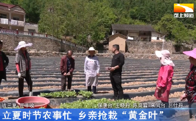 立夏时节农事忙 乡亲抢栽“黄金叶”