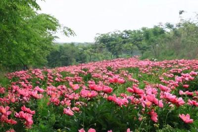 满山遍开芍药花，“下堡坪张艺谋”再度出马