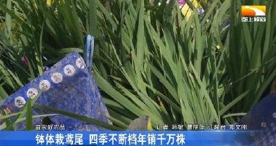 钵体栽鸢尾 四季不断档年销千万株