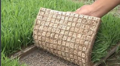 六斤到六十万斤！江陵乡亲大面积种植优质稻