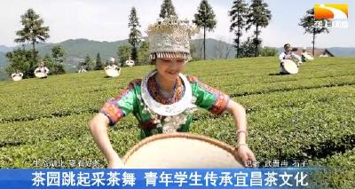 茶园跳起采茶舞 青年学生传承宜昌茶文化