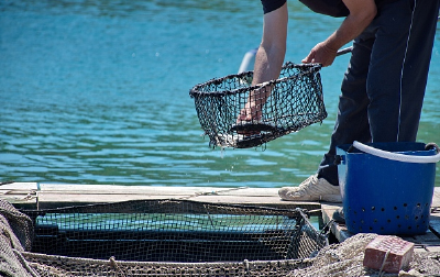 海洋休渔了，海鲜会受到哪些影响？