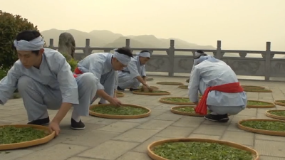野生茶手工茶惹人爱 线上买茶成消费新趋势