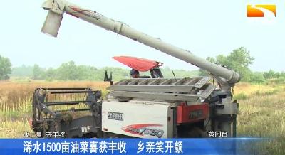 浠水1500亩油菜喜获丰收 乡亲笑开颜
