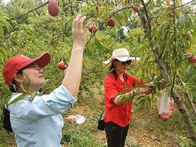 十堰桃花岛油桃成熟 引来八方来客乐享周末