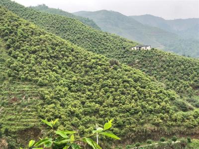 国家今年分配湖北省新造油茶林和低产林改造30.6万亩