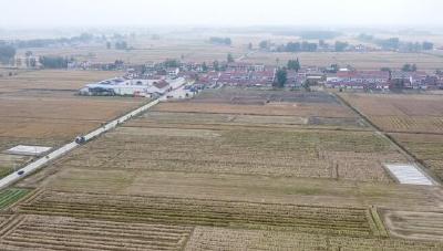 量价齐升 沙洋20万亩高油酸油菜迎丰收