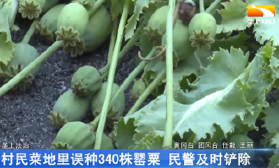 村民菜地里误种340株罂粟 民警及时铲除