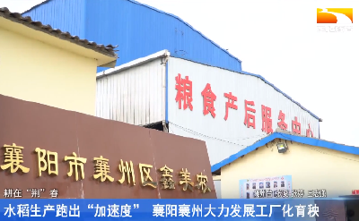 水稻生产跑出“加速度” 襄阳襄州大力发展工厂化育秧