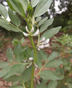 蚕豆不结荚怎么办？