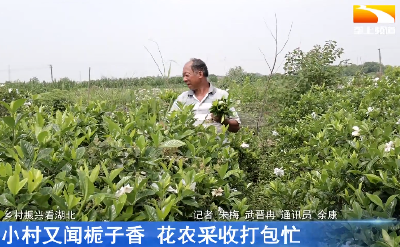 小村又闻栀子香 花农采收打包忙