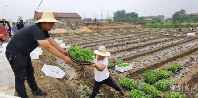 黄冈冯圈村发展订单农业，带动农户增收4000元