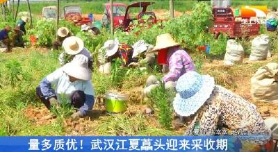量多质优！武汉江夏藠头迎来采收期