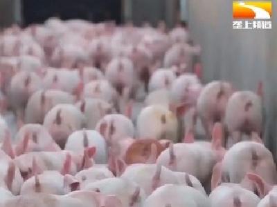 从调猪到调肉 湖北生猪年产值突破1600亿元