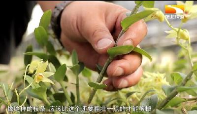 可赏可食可入药 “仙草”开花乡亲采收忙