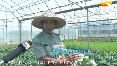 年近7旬老人耕耘不间断 希望的田野上再添新绿