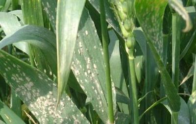 小麦播种怎么防治地下害虫？